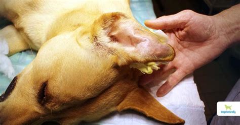 my dog's ear is swollen like a balloon|Dog Ear Hematomas: What to Do About a Bubble on .